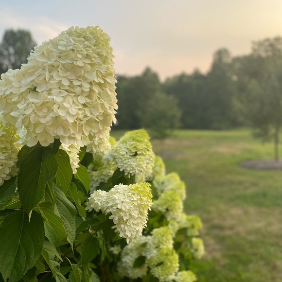 Meet your Posher, Anna - Picture 1 of 1